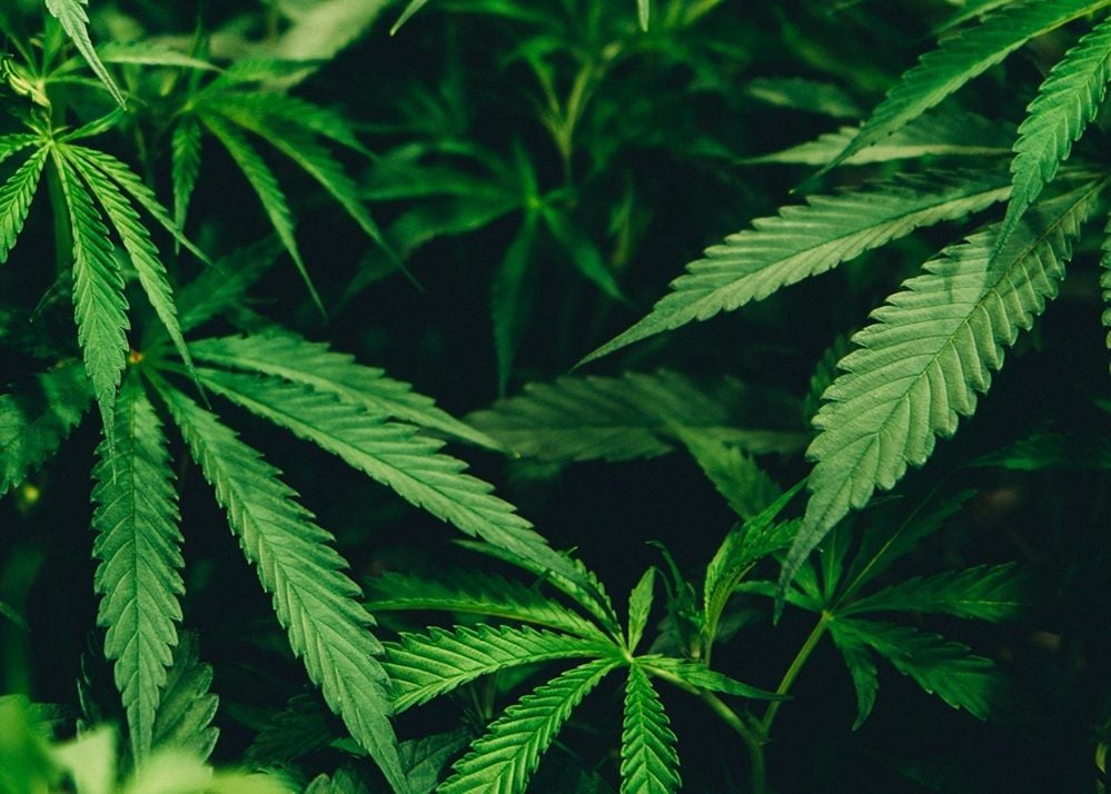 Cannatrek shareholders overwhelmingly approve Little Green Pharma merger