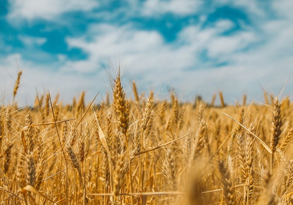 Nufarm profit jumps 28pc but dry Australia drags as Europe and Americas surge ahead