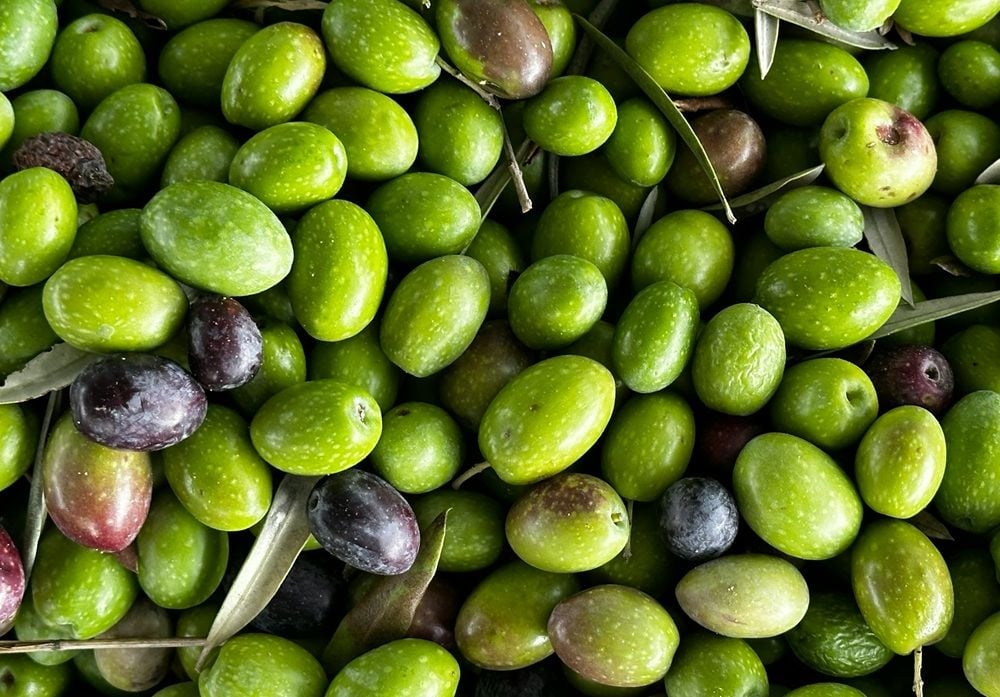 Cobram Estate olive output surges 12pc above prior off-year as grove expansion lifts capacity