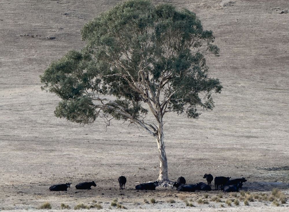 Rural Funds Group offloads four cattle properties and water rights for $255.6m at a healthy premium