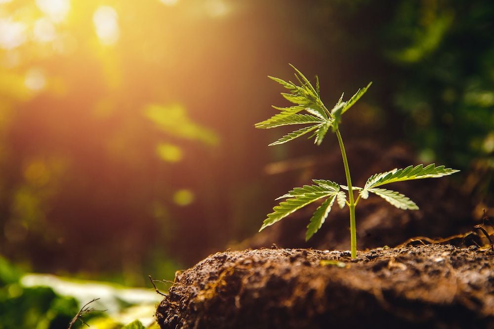 Bod's healthy revenues make it one happy cannabis company