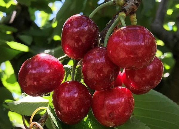 Australian cherry growers need to strongly emphasise quality in order to compete against cheaper fruit from South America, primarily Chile.