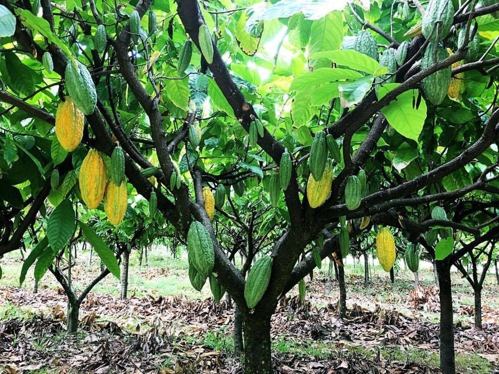 Photo: Daintree Estates, via Facebook.