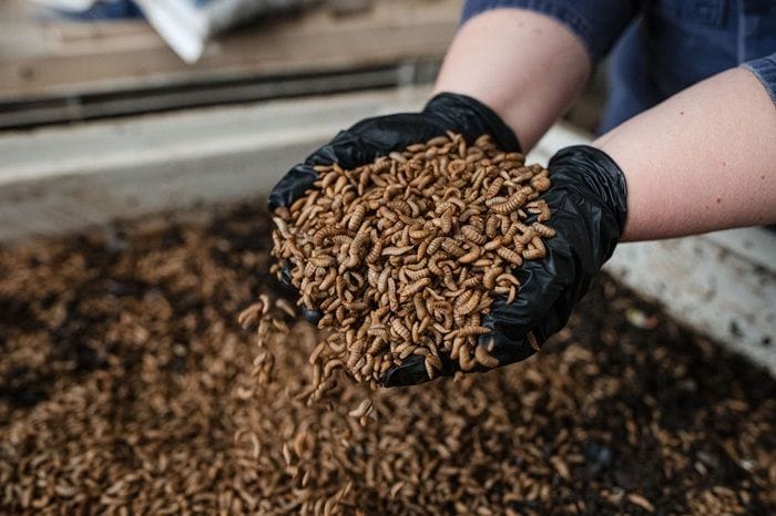 Goterra's insect larvae which eats food waste, hatches, and is turned into insect protein.