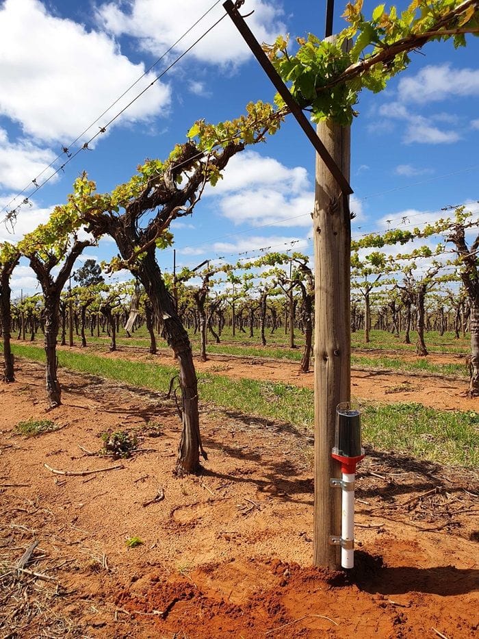 Green Brain's IoT device installed in a table grape vineyard.
