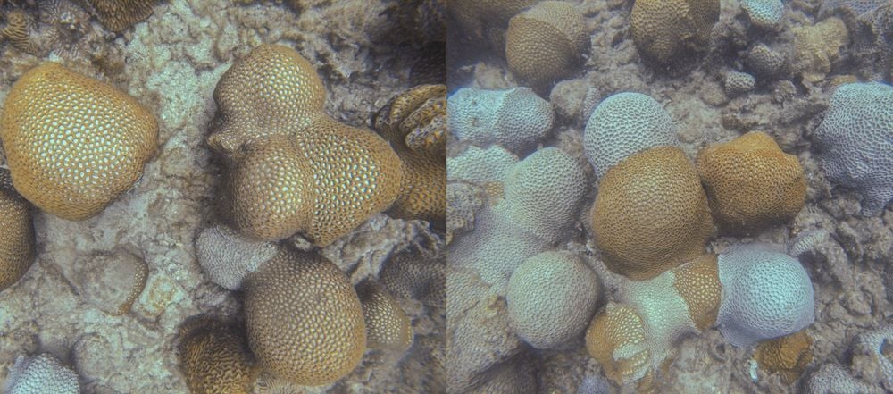 Imagery of Hall Bank captured by Hydrus.