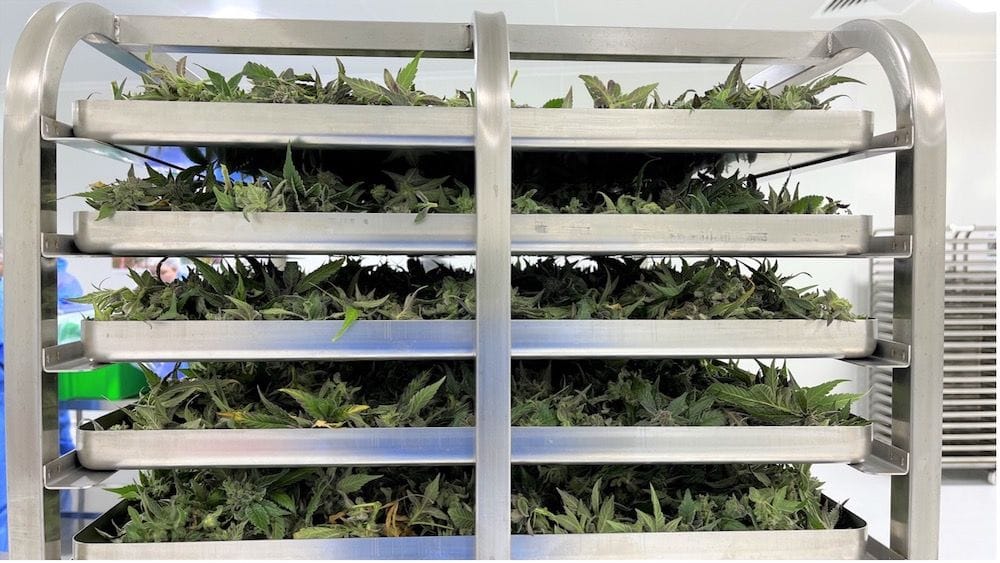 Freshly harvested flower heads are placed on a rack for drying in preparation for extraction and product manufacture.
