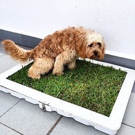 Potty plant shop grass dog toilets