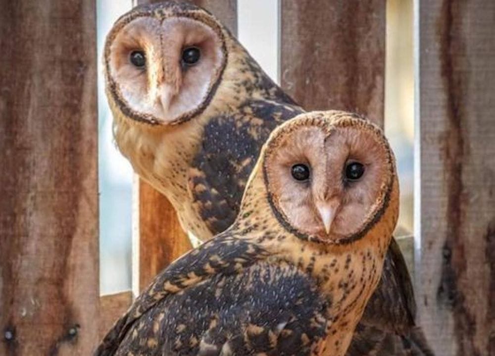 Tasmanian Masked Owl