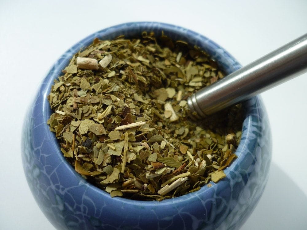 Yerba Mate plant