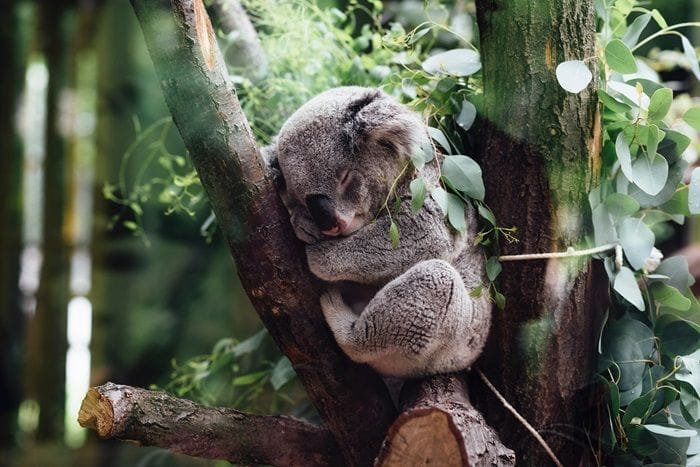 Koalas are threatened by agricultural land clearing, disease and the effects of climate change. Photo: Jordan Whitt, via Unsplash.