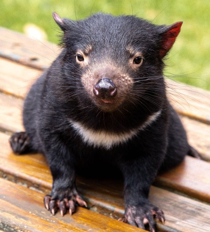 Tasmanian devil habitat is impacted by logging and mining. Photo: Lottie Corin, via Unsplash.