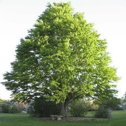 Katsura Tree