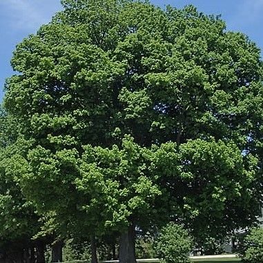 Black Maple (Acer nigrum) 15 Black Maple