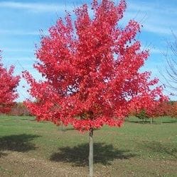 Autumn Radiance Red Maple
