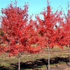 Northwood Red Maple