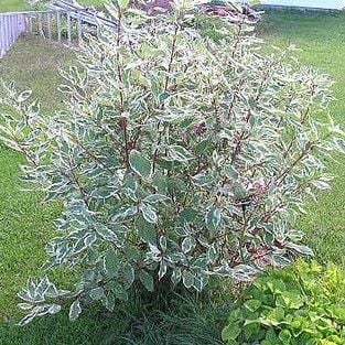 Silverleaf Dogwood Shrubs Silverleaf Dogwood Shrubs