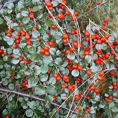 Early Cotoneaster
