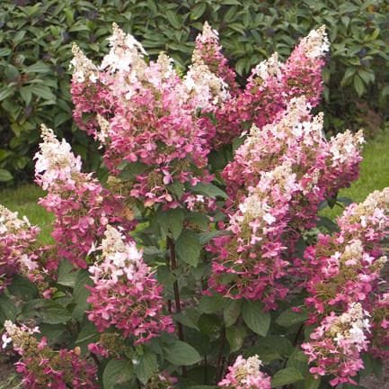 Image of Pinky winky hydrangea 2