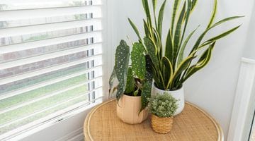 Are Shutters worth the money?