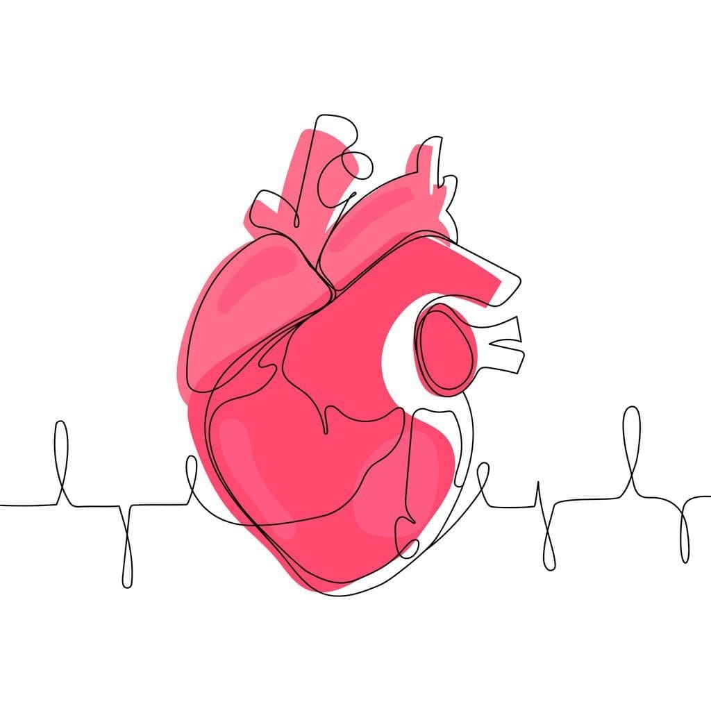 The action of a single heart beat