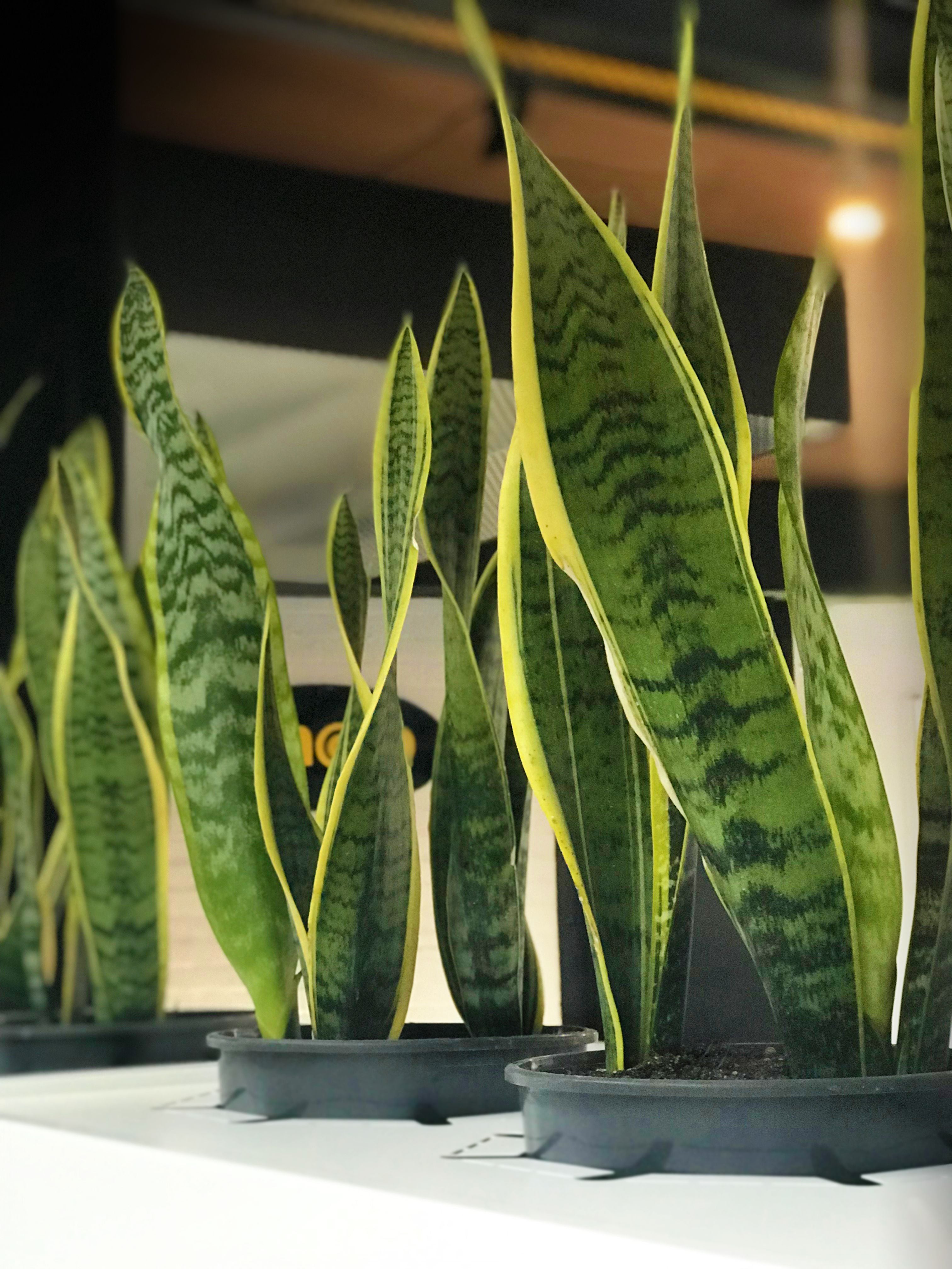 Welcome to Snap Newcastle Image -6136a28282e46