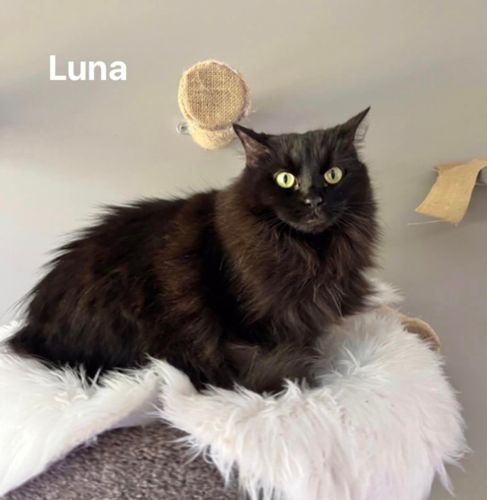 Luna Cat