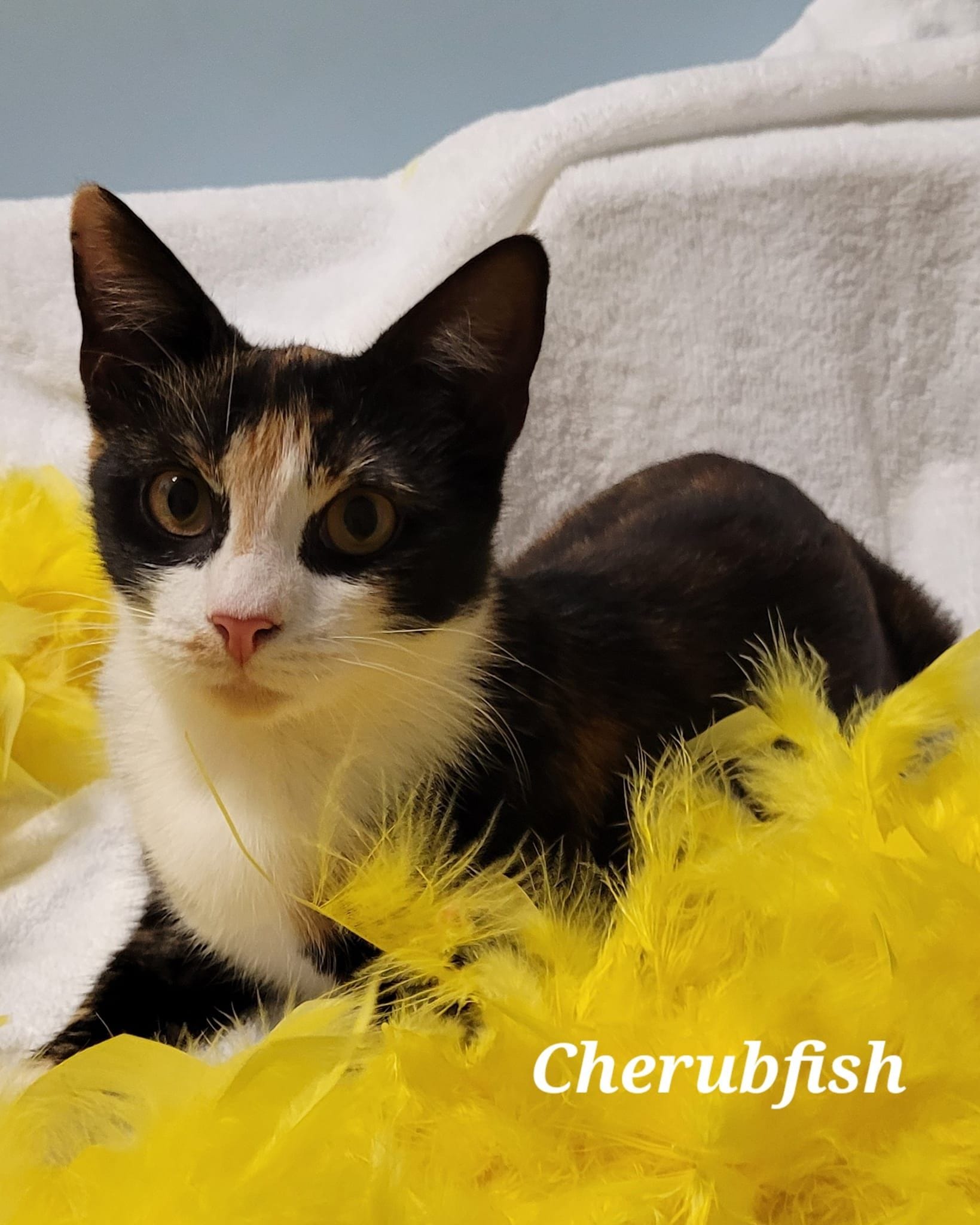 Cherubfish