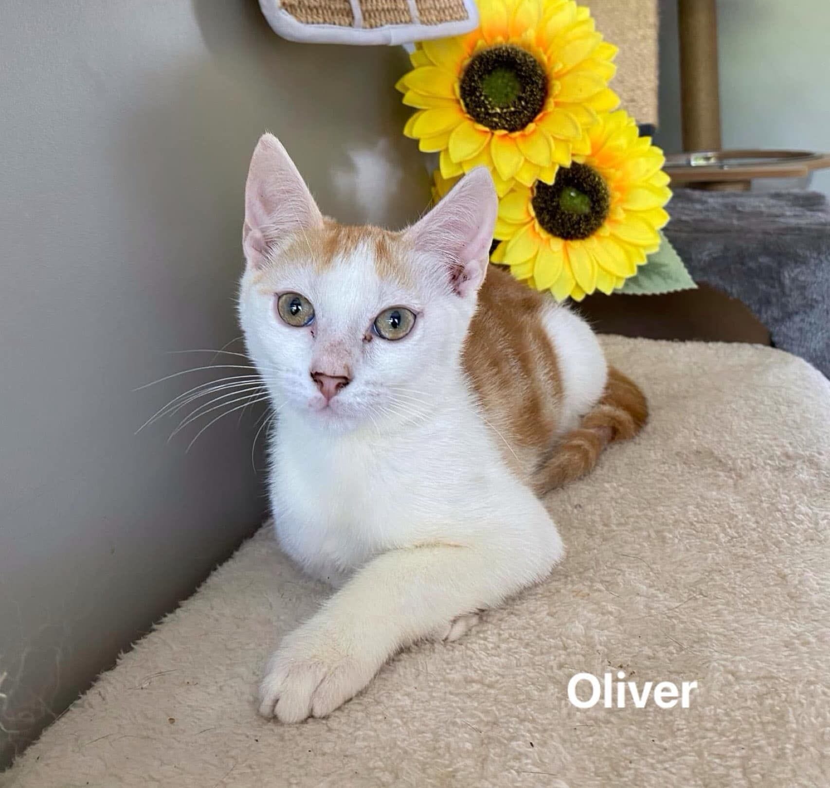 Oliver