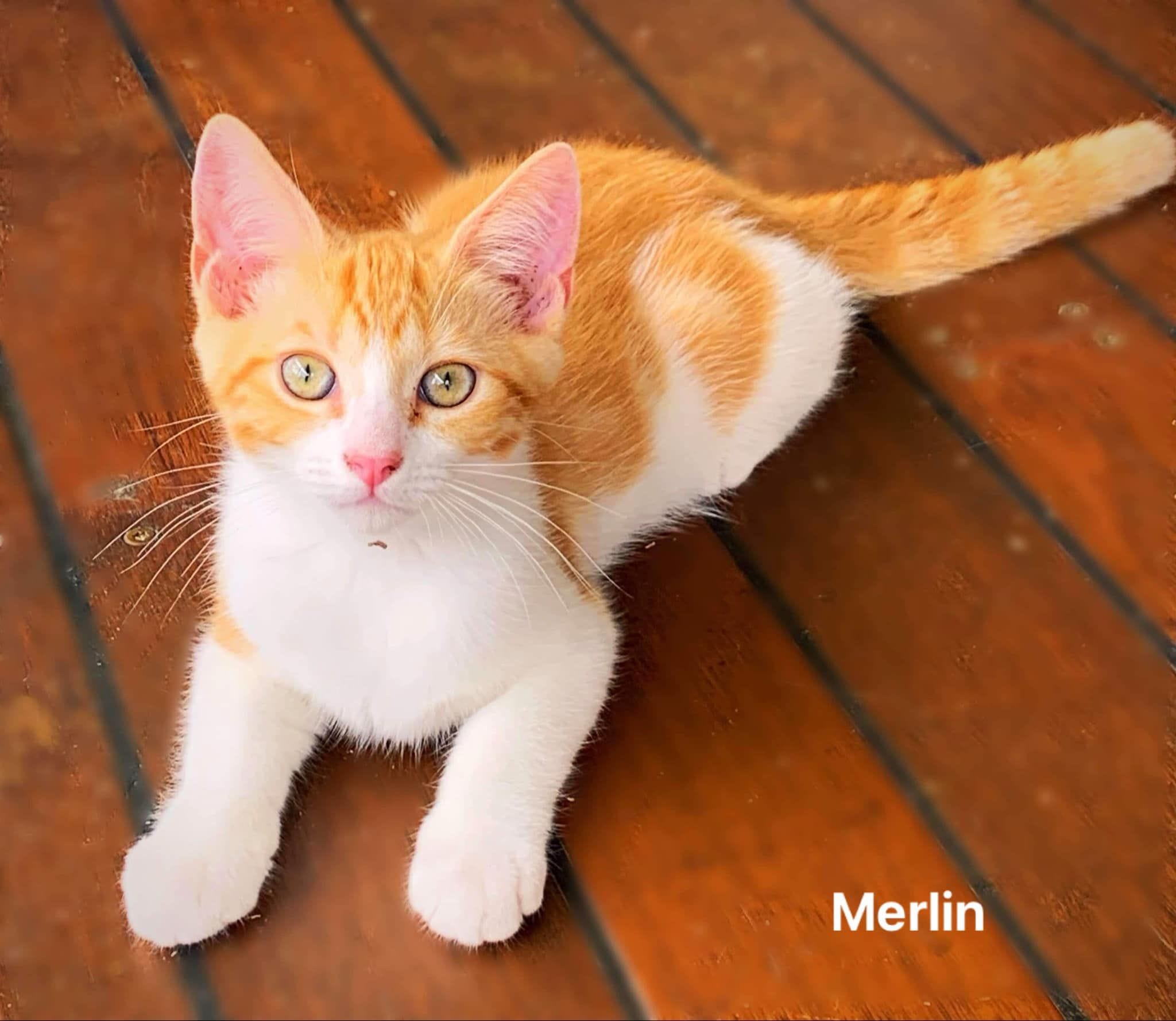 Merlin