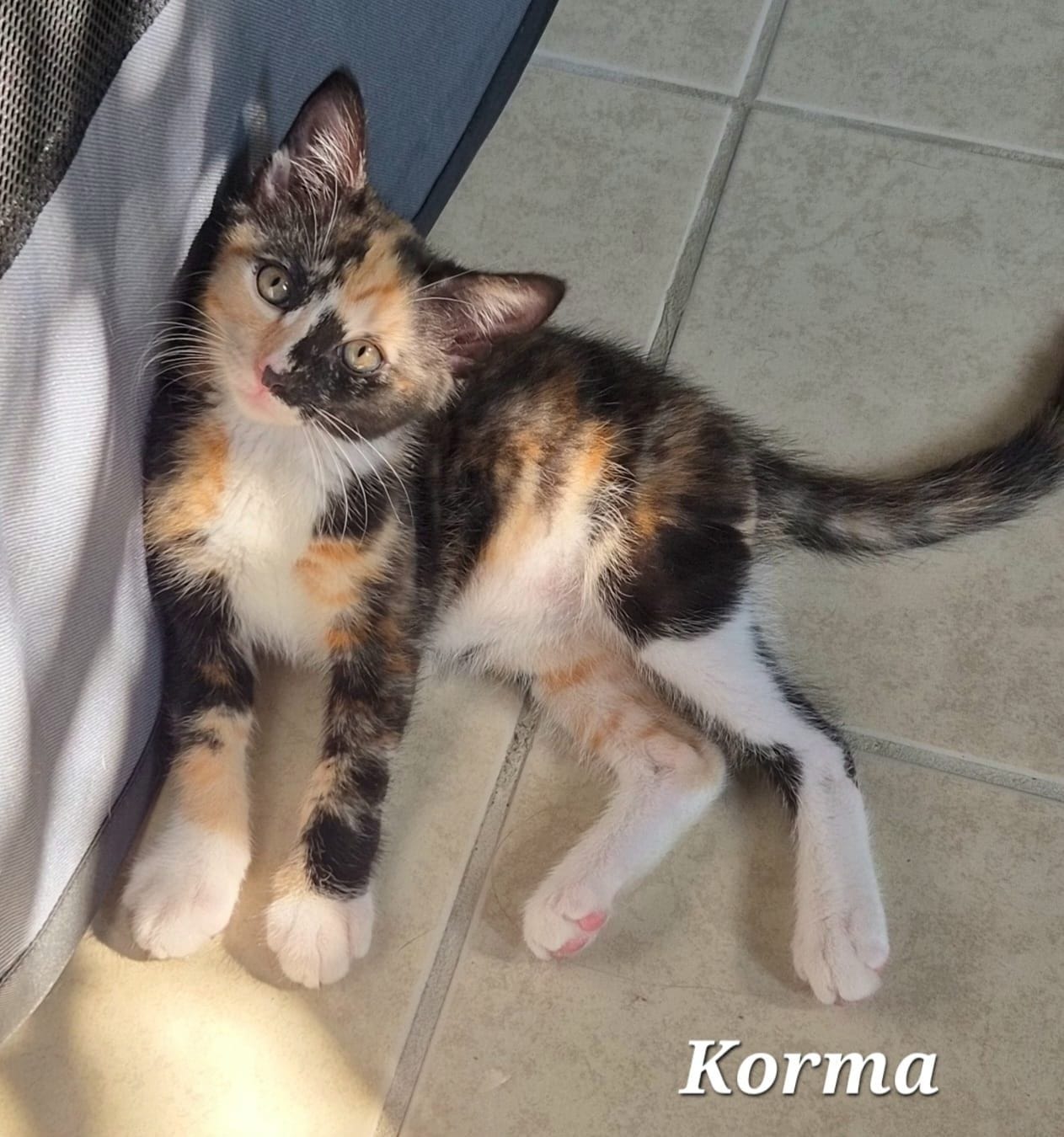 Korma