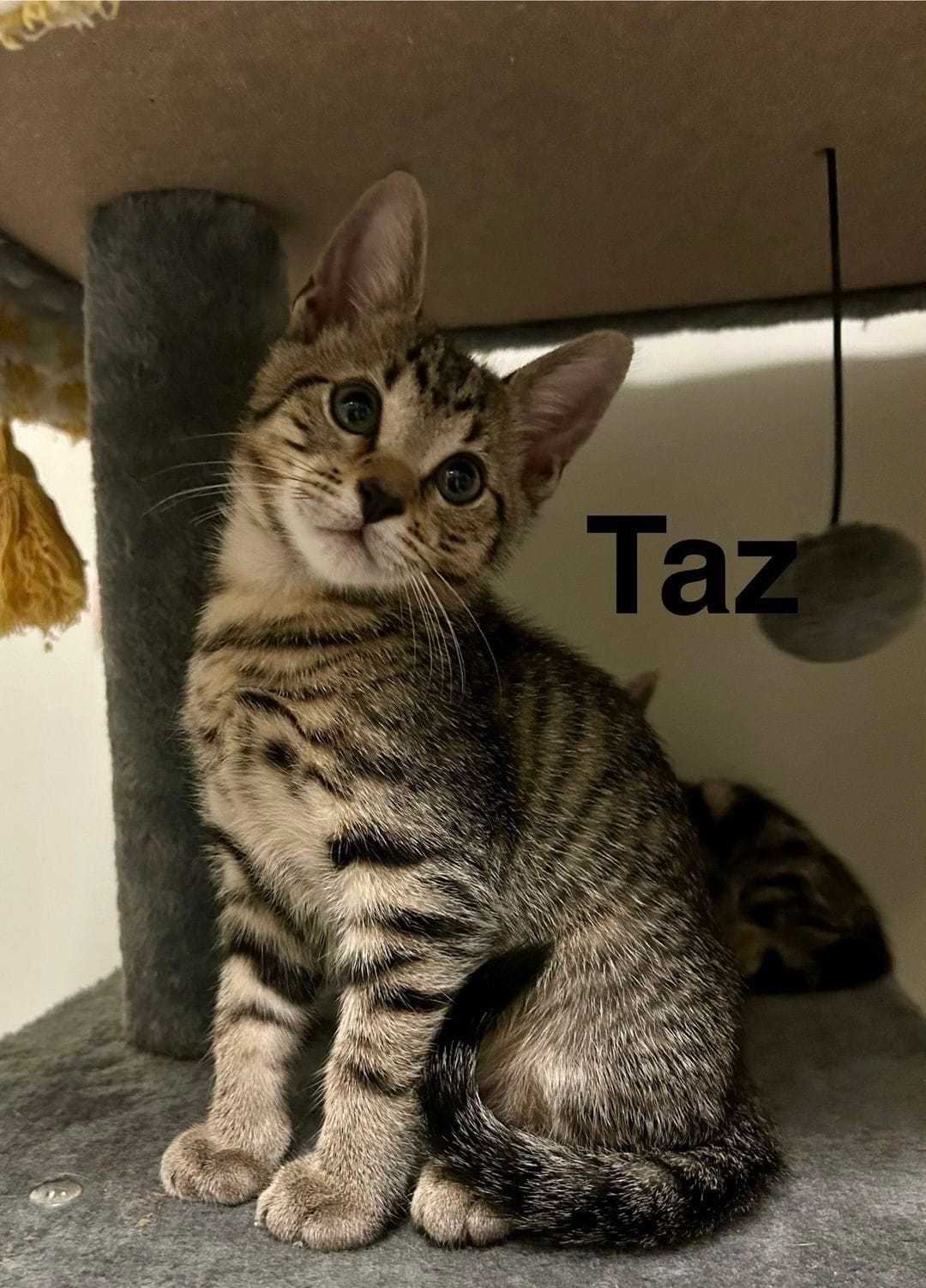 Taz