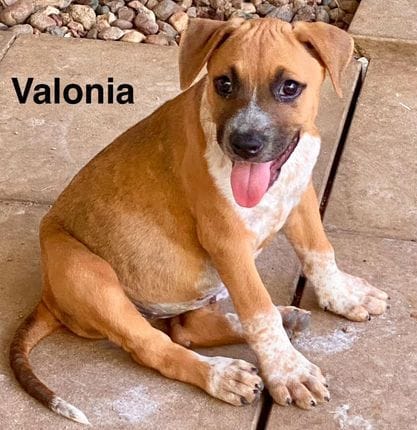 Valonia