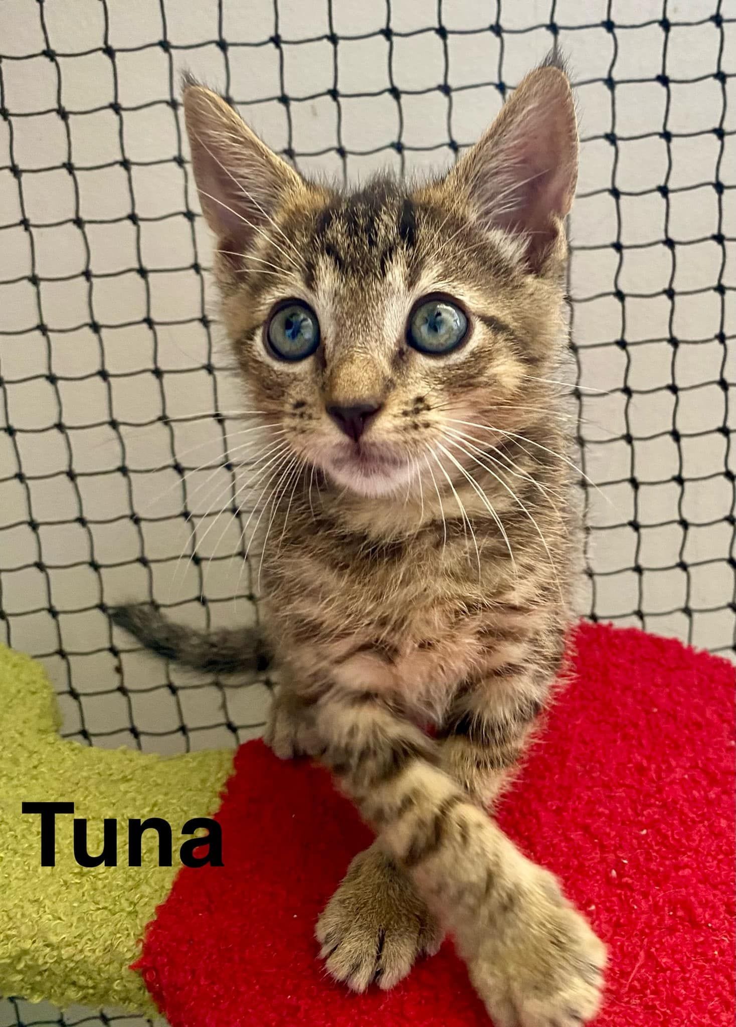 Tuna