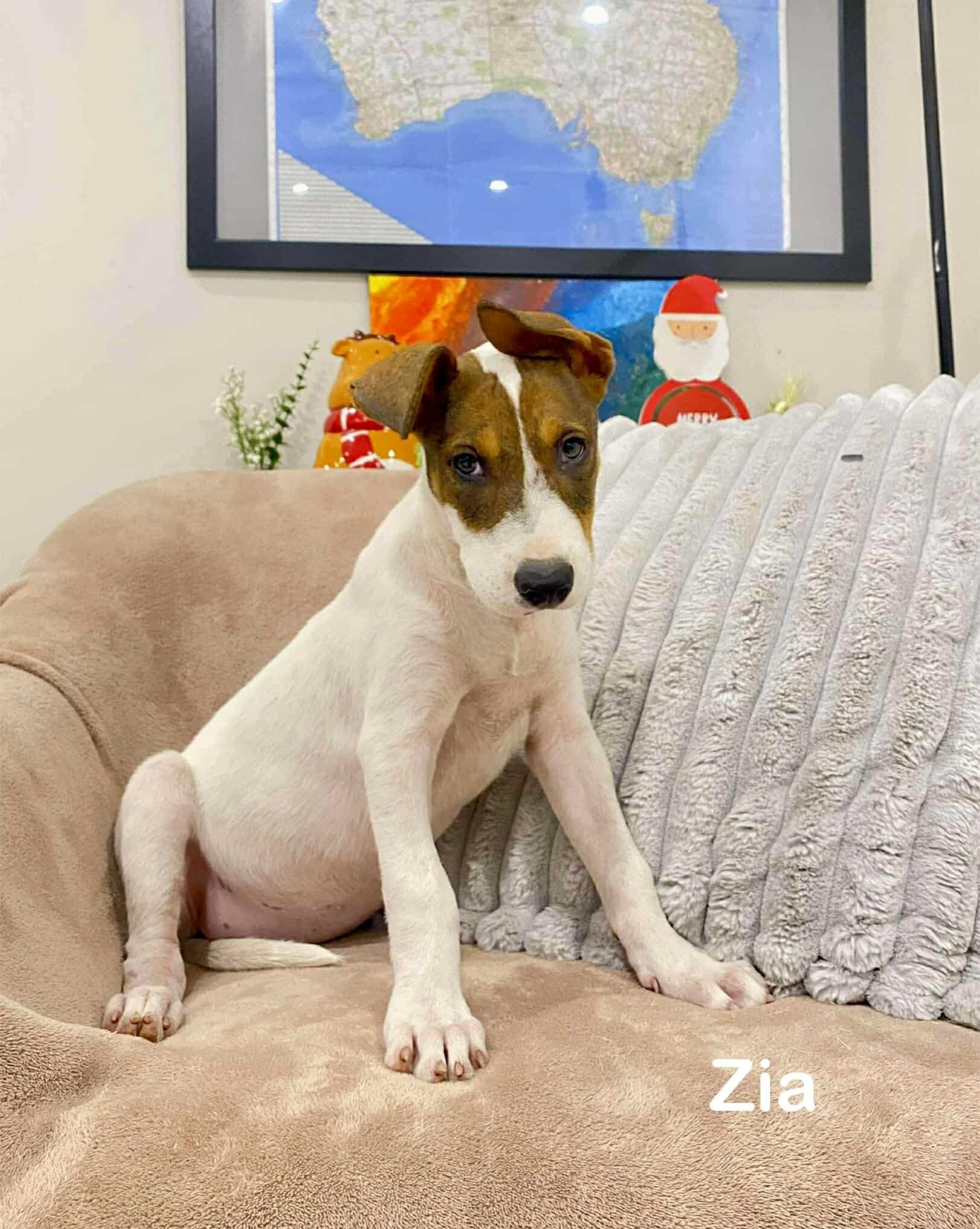 Zia