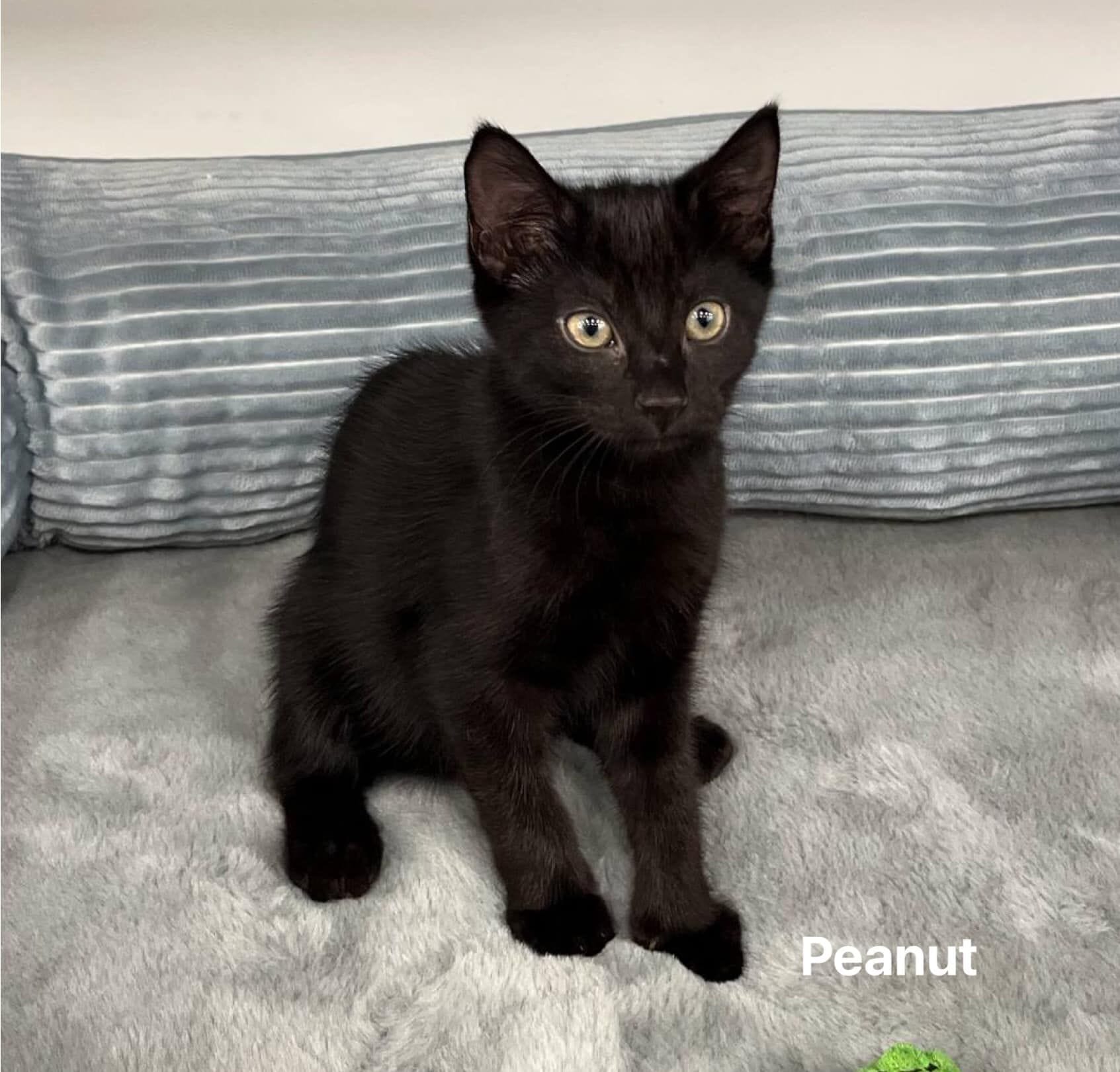 Peanut