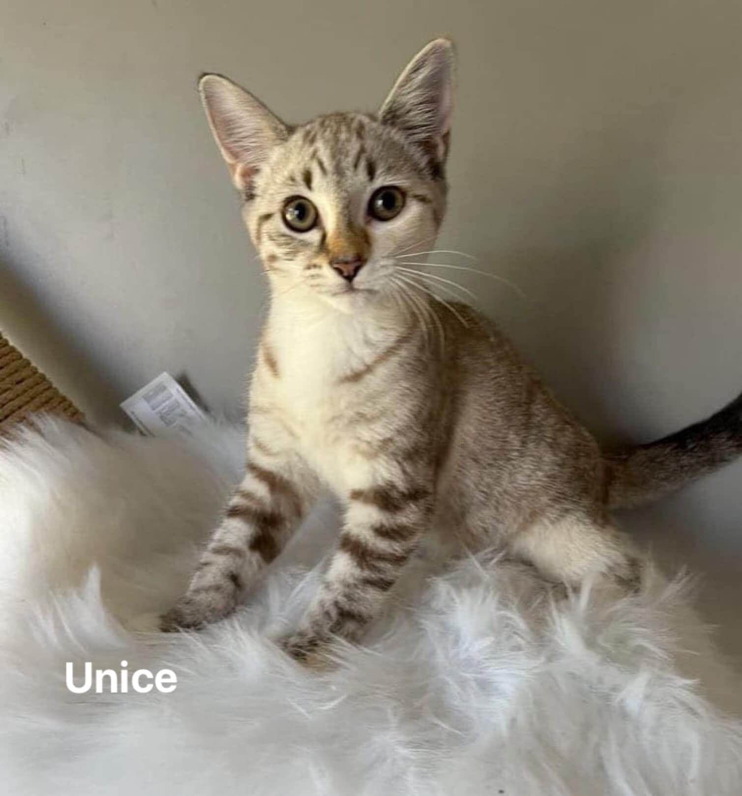 Unice
