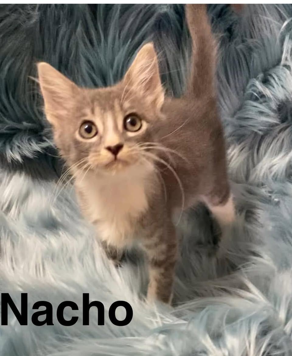 Nacho