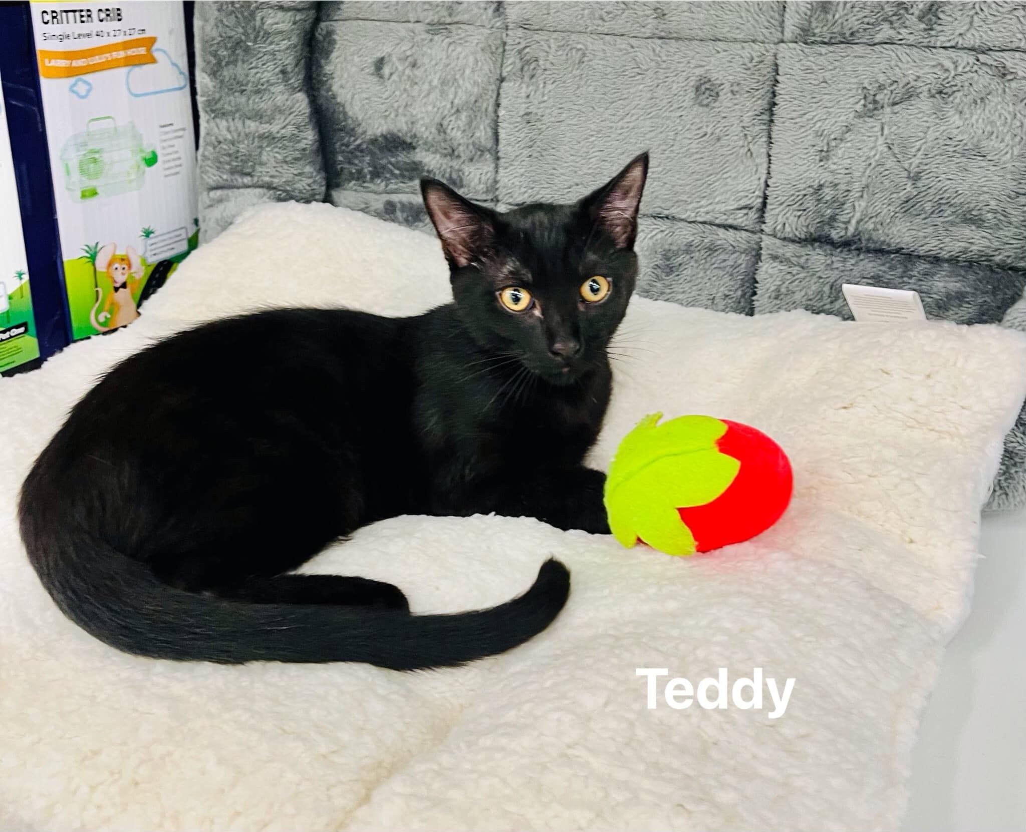 Teddy