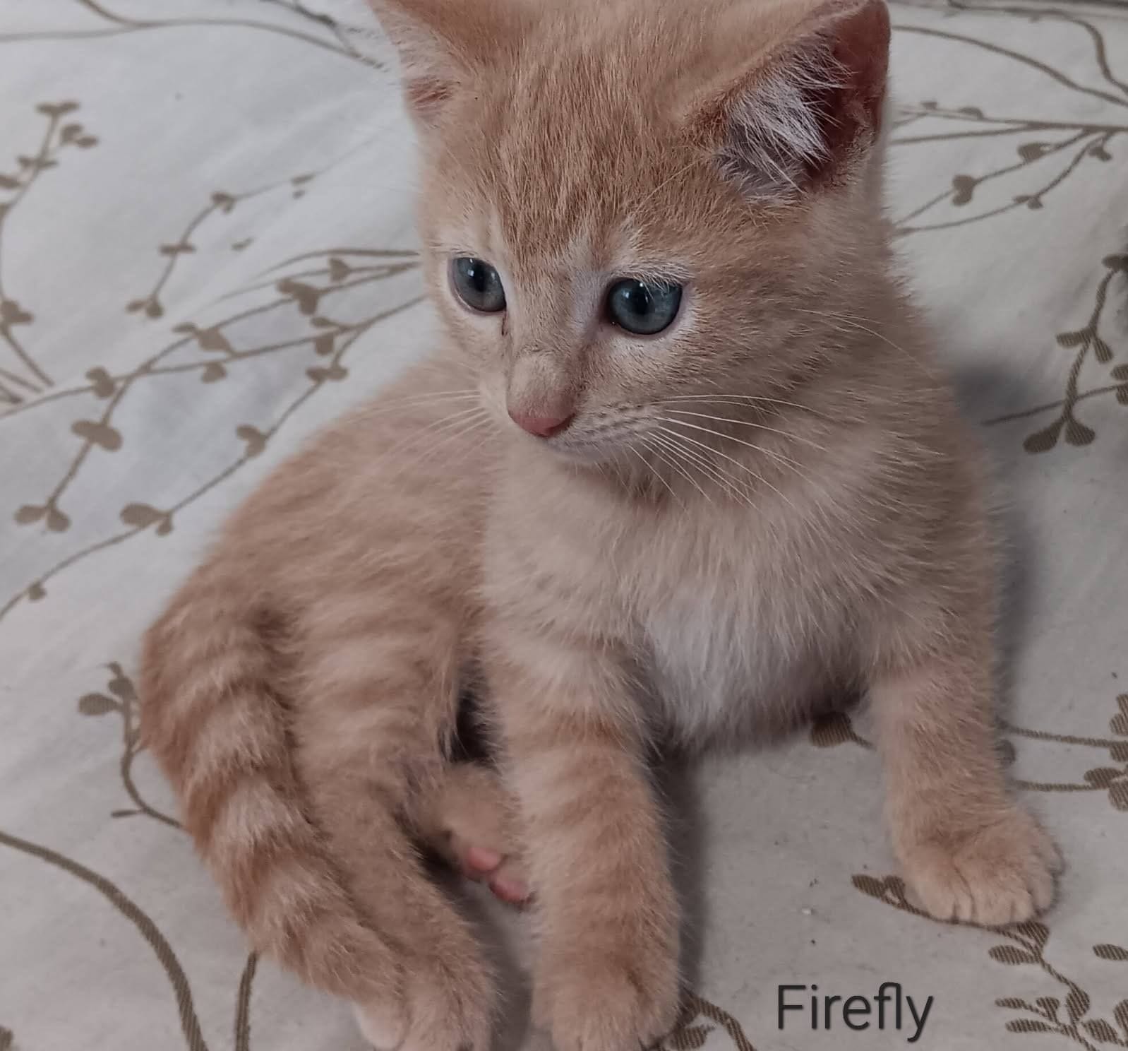 Firefly