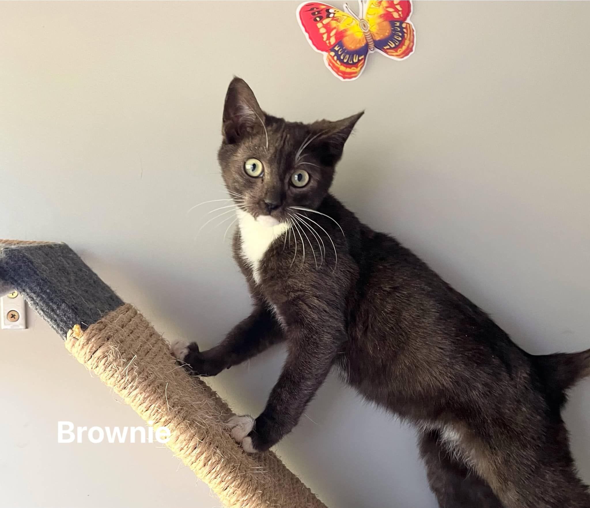 Brownie