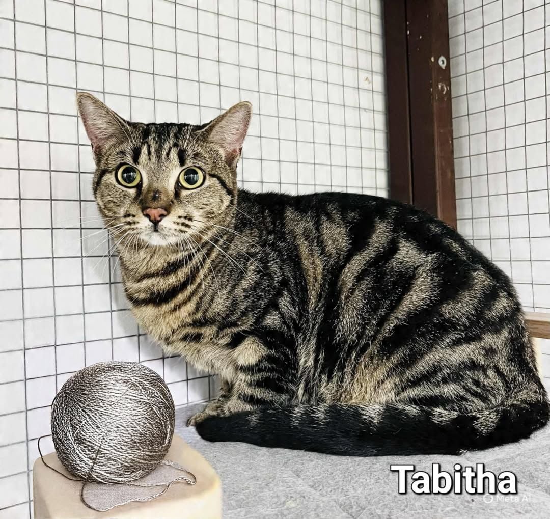 Tabitha