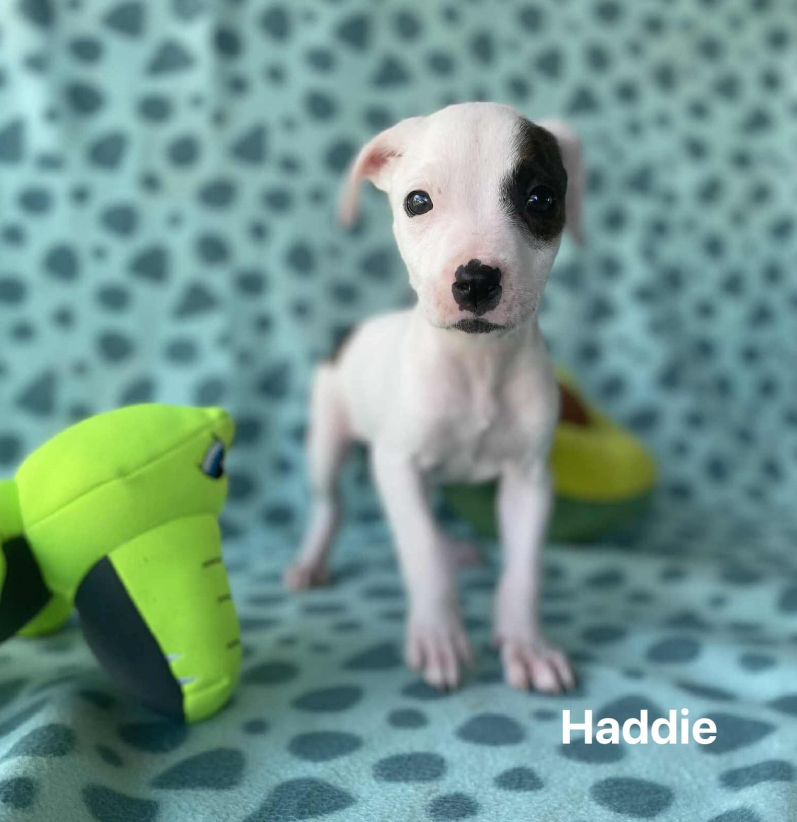 Haddie