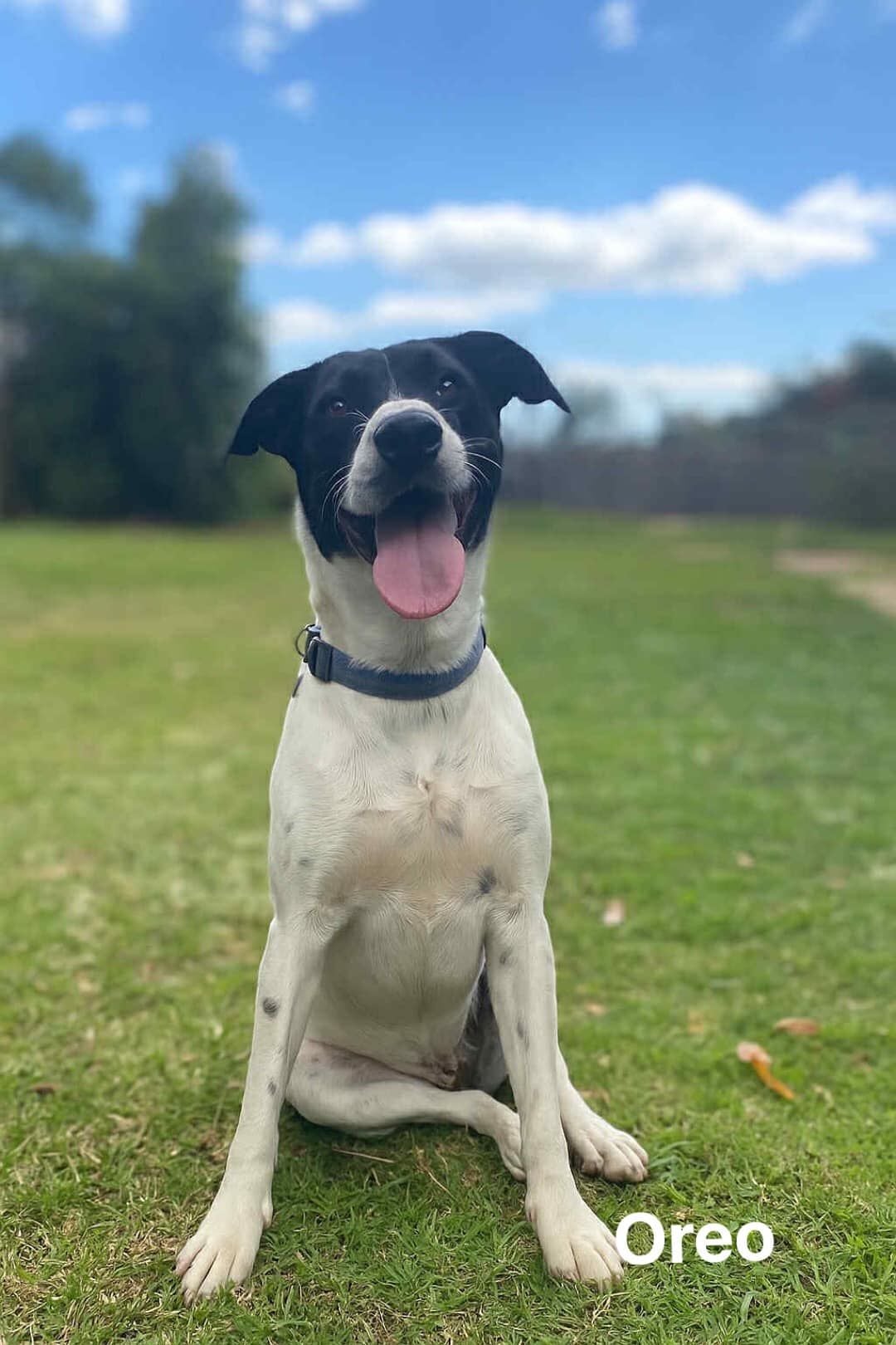 Oreo