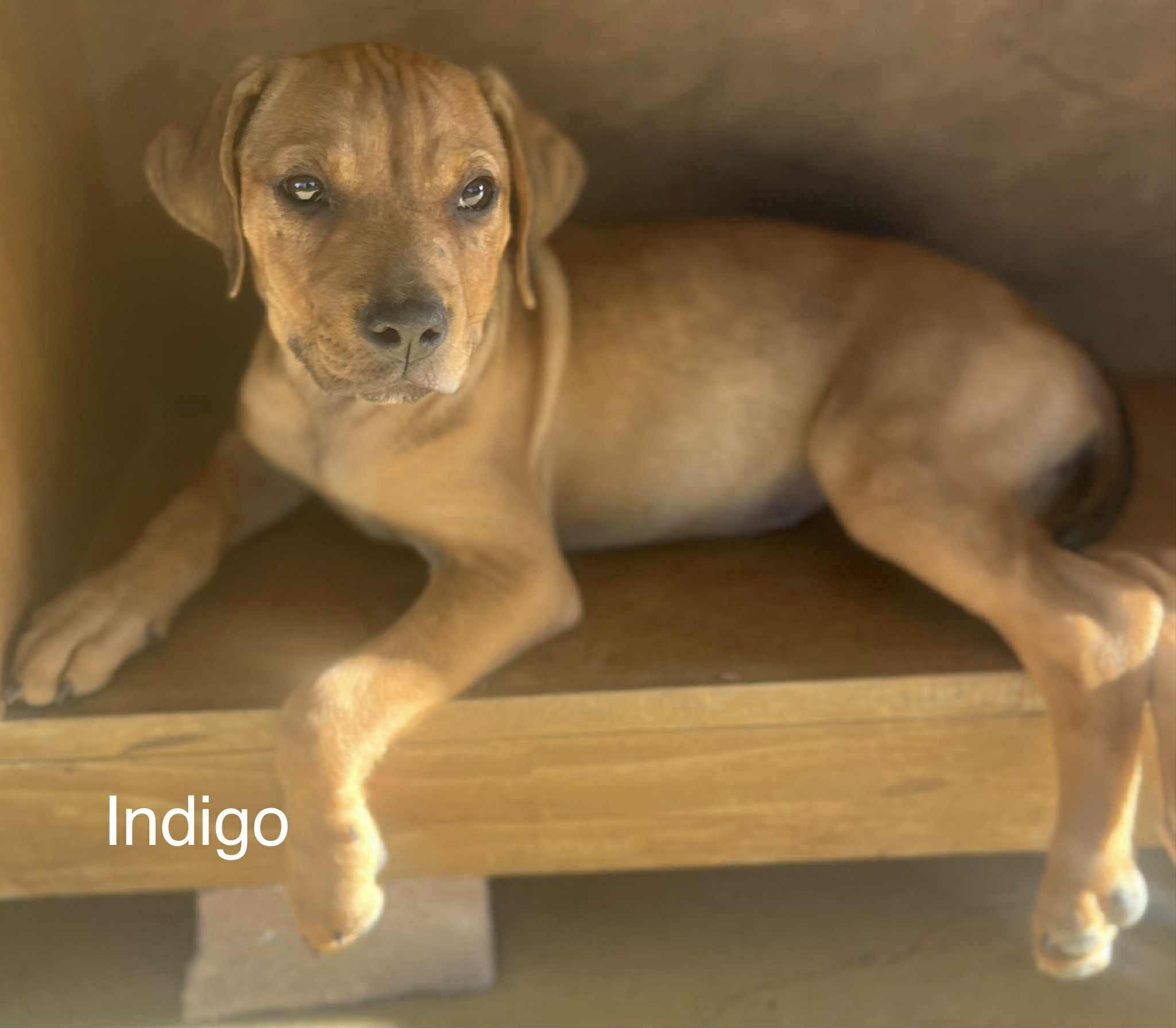 Indigo