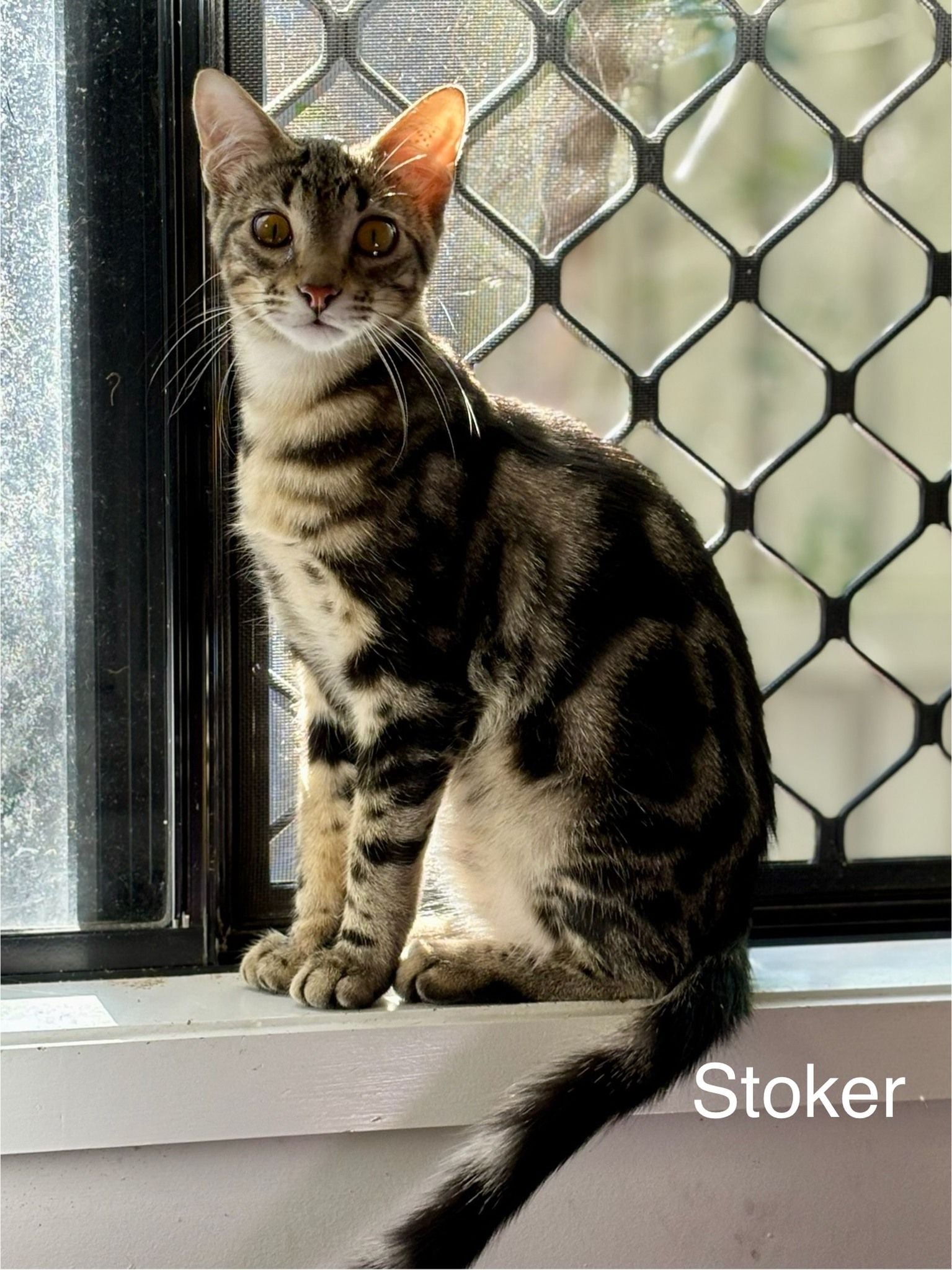 Stoker