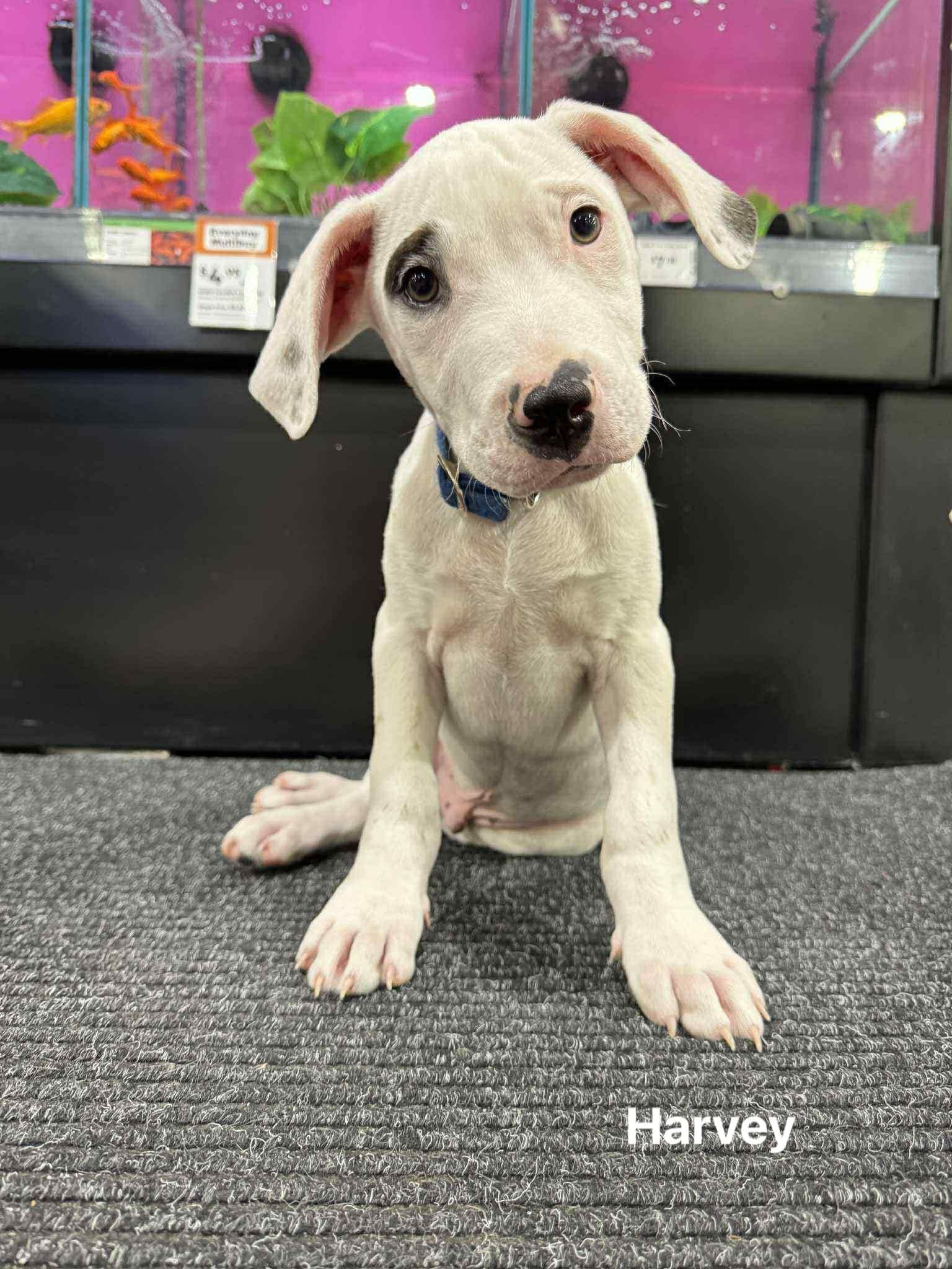 Harvey puppy