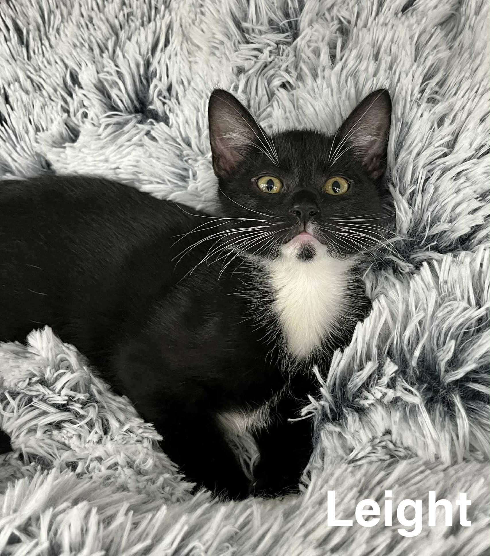 Leight