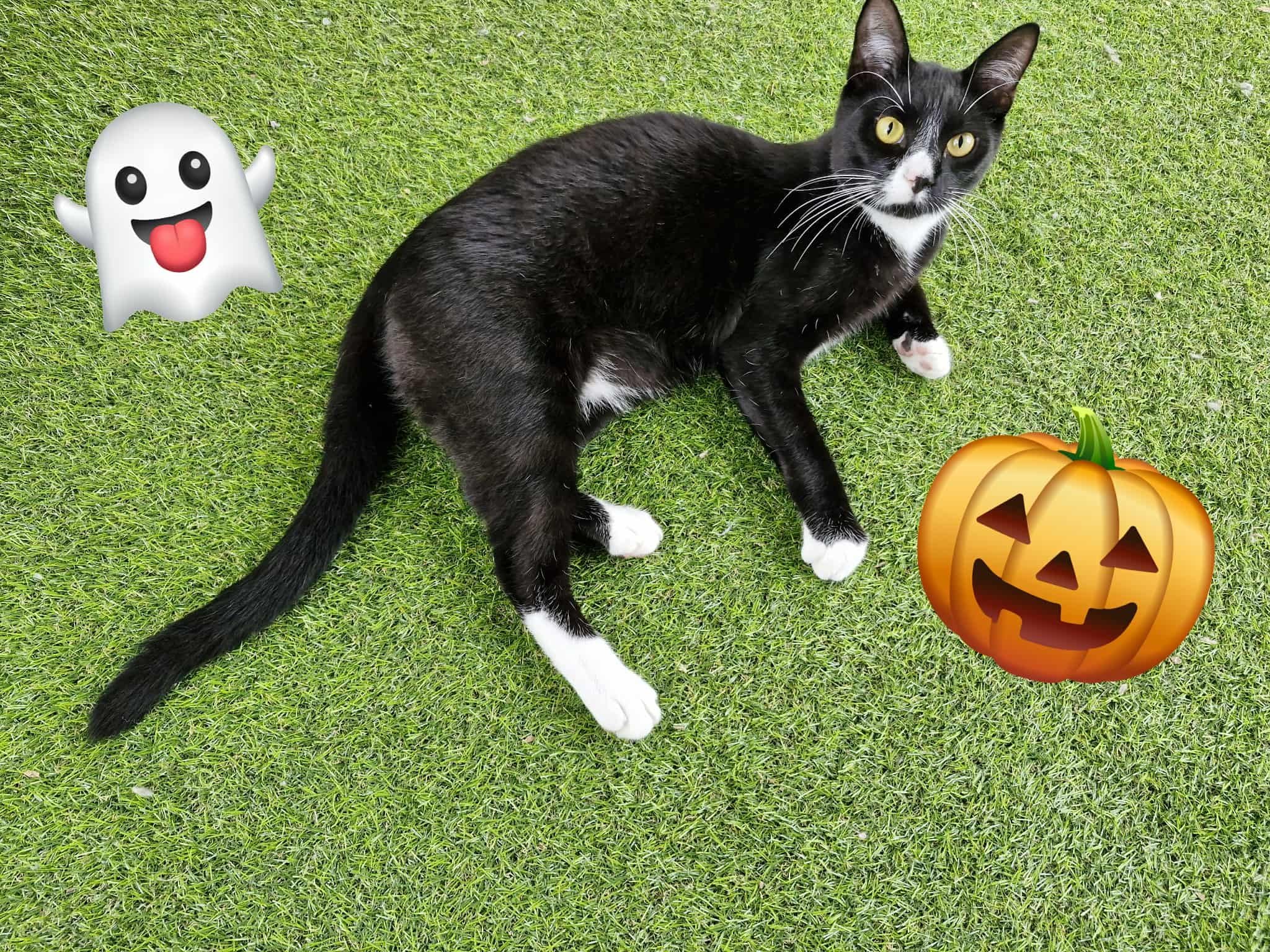 Zorro