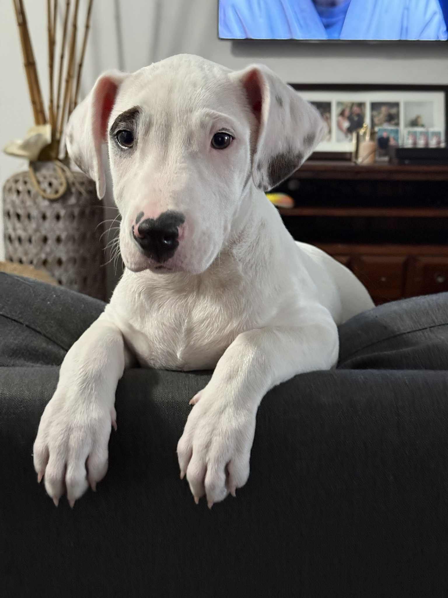 Harvey puppy